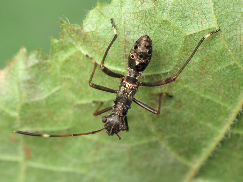 Camptopus lateralis (Germar, 1817)